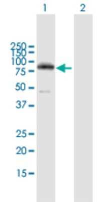 Western Blot: PKC eta Antibody [H00005583-B02P] - Analysis of PRKCH expression in transfected 293T cell line by PRKCH polyclonal antibody.  Lane 1: PRKCH transfected lysate(75.13 KDa). Lane 2: Non-transfected lysate.