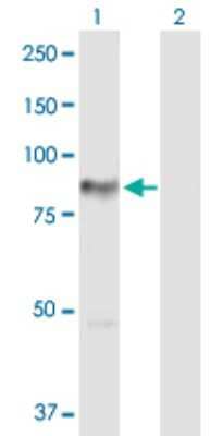 Western Blot: PKC eta Antibody [H00005583-D01P] - Analysis of PRKCH expression in transfected 293T cell line by PRKCH polyclonal antibody.Lane 1: PRKCH transfected lysate(77.80 KDa).Lane 2: Non-transfected lysate.