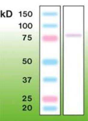 Western Blot: PKC gamma Antibody (A12-H) [NBP1-30124] - Left Lane: Marker, Right Lane: Mouse brain crude lysate (200ug of protein loaded).