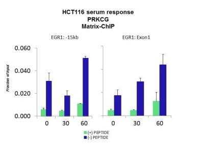 Chromatin Immunoprecipitation: PKC gamma Antibody [NBP1-58916] - Quiescent human colon carcinoma cultures were treated with 10% FBS for three time points (0, 15, 30min) or (0, 30, 60min) were used in Matrix-ChIP and real-time PCR assays at EGR1 gene (Exon1) and 15kb upstream site.