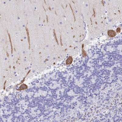 Immunohistochemistry-Paraffin: PKC gamma Antibody [NBP2-38728] - Staining of human cerebellum shows strong cytoplasmic positivity in Purkinje cells.