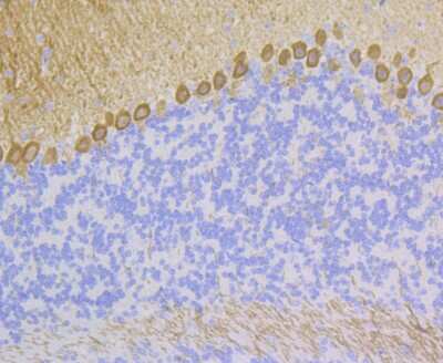 Immunohistochemistry-Paraffin: PKC gamma Antibody (JG69-32) [NBP2-75621] - Analysis of paraffin-embedded mouse cerebellum tissue using anti-PKC gamma antibody. Counter stained with hematoxylin.