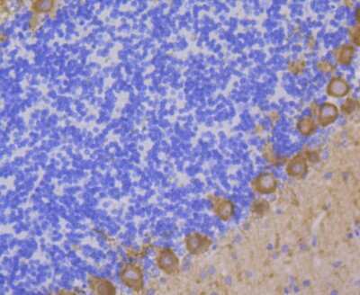 Immunohistochemistry-Paraffin: PKC gamma Antibody (JG69-32) [NBP2-75621] - Analysis of paraffin-embedded rat cerebellum tissue using anti-PKC gamma antibody. Counter stained with hematoxylin.