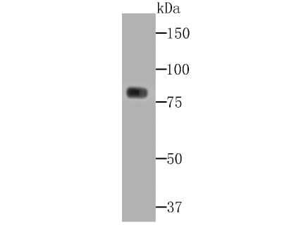 Western Blot: PKC gamma Antibody (JG69-32) [NBP2-75621] - Analysis of PKC gamma on A549 cell lysates using anti-PKC gamma antibody at 1/1,000 dilution.