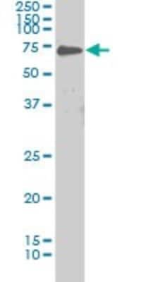 Western Blot: PKC iota Antibody (1A10) [H00005584-M03] - Analysis of PRKCI expression in Hela S3 NE (Cat # L013V3).