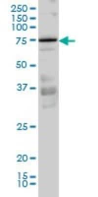 Western Blot: PKC iota Antibody (3A7) [H00005584-M02] - PRKCI monoclonal antibody (M02), clone 3A7 Analysis of PRKCI expression in Hela S3 NE.