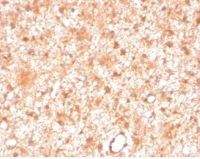 Immunohistochemistry-Paraffin: PKC iota Antibody (PRKCI/4911) [NBP3-13752] - Formalin-fixed, paraffin-embedded human brain stained with PKC iota antibody (PRKCI/4911).