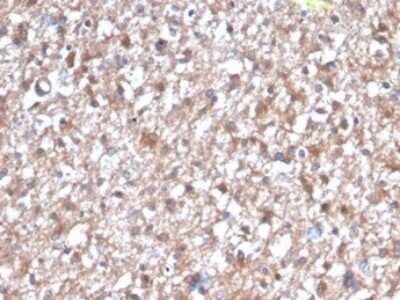 Immunohistochemistry-Paraffin: PKC iota Antibody (PRKCI/4912) [NBP3-13753] - Formalin-fixed, paraffin-embedded human brain stained with PKC iota antibody (PRKCI/4912).