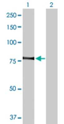 Western Blot: PKC theta Antibody [H00005588-D01P] - Analysis of PRKCQ expression in transfected 293T cell line by PRKCQ polyclonal antibody.Lane 1: PRKCQ transfected lysate(81.90 KDa).Lane 2: Non-transfected lysate.