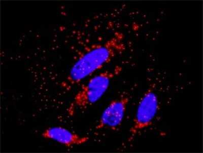 Proximity Ligation Assay: PKC zeta Antibody [H00005590-D01P] - Analysis of protein-protein interactions between PRKCZ and AKT3. HeLa cells were stained with anti-PRKCZ rabbit purified polyclonal 1:1200 and anti-AKT3 mouse monoclonal antibody 1:50. Each red dot represents the detection of protein-protein interaction complex, and nuclei were counterstained with DAPI (blue).