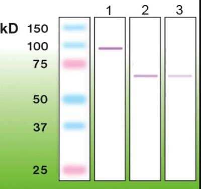 Western Blot: PKC zeta Antibody (R14-K) [NBP1-30127] - Lane 1-50ng of recombinant human PKC-zeta (N-term GST PKC-zeta; BML-SE443-0005); lane 2-mouse brain crude protein lysate (100 ug); lane 3-rat brain crude.