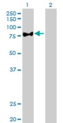 Western Blot: PKC zeta Antibody [H00005590-D01P] - Analysis of PRKCZ expression in transfected 293T cell line by PRKCZ polyclonal antibody.Lane 1: PRKCZ transfected lysate(67.70 KDa).Lane 2: Non-transfected lysate.