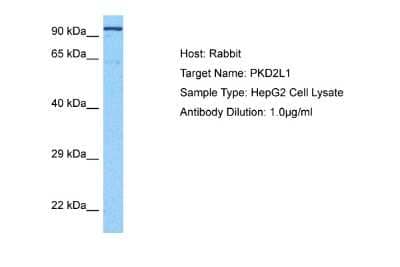 Western Blot: PKD2L1 Antibody [NBP2-86748] - Host: Rabbit. Target Name: PKD2L1. Sample Tissue: Human HepG2 Whole Cell lysates. Antibody Dilution: 1ug/ml