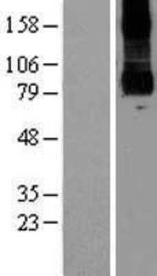 Western Blot: PKD2L1 Overexpression Lysate (Adult Normal) [NBP2-07091] Left-Empty vector transfected control cell lysate (HEK293 cell lysate); Right -Over-expression Lysate for PKD2L1.