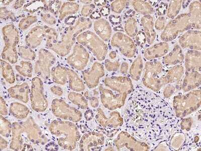 Immunohistochemistry-Paraffin: PKD2L2 Antibody [NBP2-97274] - Immunochemical staining of human PKD2L2 in human kidney with rabbit polyclonal antibody at 1:100 dilution, formalin-fixed paraffin embedded sections.