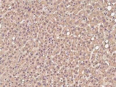Immunohistochemistry-Paraffin PKD2L2 Antibody - BSA Free