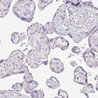 Immunohistochemistry-Paraffin PKDREJ Antibody - BSA Free