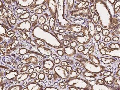 Immunohistochemistry-Paraffin: PKLR Antibody [NBP2-97071] - Immunochemical staining of human PKLR in human kidney with rabbit polyclonal antibody (1:2000, formalin-fixed paraffin embedded sections).