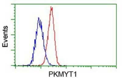 Flow Cytometry: PKMYT1 Antibody (OTI5E1) - Azide and BSA Free [NBP2-73452] - Analysis of Hela cells, using anti-PKMYT1 antibody, (Red), compared to a nonspecific negative control antibody (Blue).