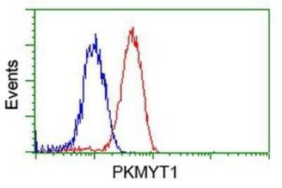 Flow Cytometry: PKMYT1 Antibody (OTI5E1) - Azide and BSA Free [NBP2-73452] - Analysis of Jurkat cells, using anti-PKMYT1 antibody, (Red), compared to a nonspecific negative control antibody (Blue).