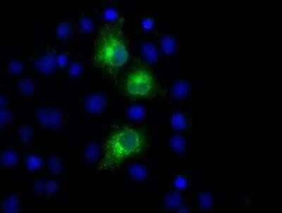 Immunocytochemistry/Immunofluorescence: PKMYT1 Antibody (OTI5E1) - Azide and BSA Free [NBP2-73452] - Staining of COS7 cells transiently transfected by pCMV6-ENTRY PKMYT1.