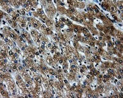 Immunohistochemistry: PKMYT1 Antibody (OTI5E1) - Azide and BSA Free [NBP2-73452] - Staining of paraffin-embedded Human liver tissue using anti-PKMYT1 mouse monoclonal antibody.