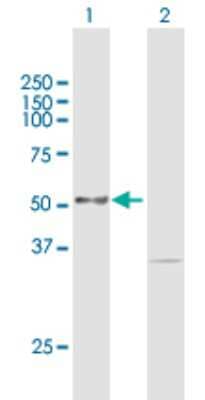 Western Blot: PKMYT1 Antibody [H00009088-B01P] - Analysis of PKMYT1 expression in transfected 293T cell line by PKMYT1 polyclonal antibody.  Lane 1: PKMYT1 transfected lysate(54.89 KDa). Lane 2: Non-transfected lysate.