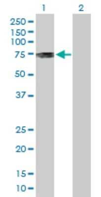 Western Blot: PKMYT1 Antibody [H00009088-D01P] - Analysis of PKMYT1 expression in transfected 293T cell line by PKMYT1 polyclonal antibody.Lane 1: PKMYT1 transfected lysate(54.50 KDa).Lane 2: Non-transfected lysate.