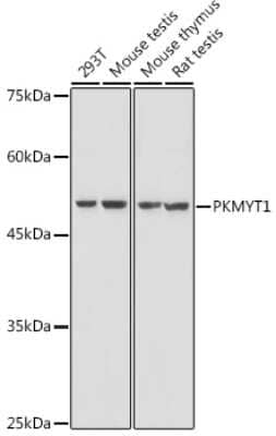 Western Blot PKMYT1 Antibody - Azide and BSA Free