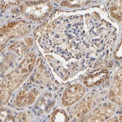 Immunohistochemistry-Paraffin: PKN1 Antibody [NBP1-85301] - Staining of human kidney shows strong cytoplasmic positivity in cells in tubules.