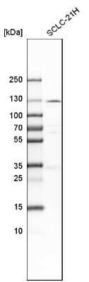 Western Blot: PKN1 Antibody [NBP1-85301] - Analysis in human cell line SCLC-21H.