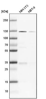 Western Blot: PKN1 Antibody [NBP1-85301] - Analysis in mouse cell line NIH-3T3 and rat cell line NBT-II.