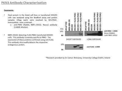 <b>Biological Strategies Validation. </b>Western Blot: PKN3 Antibody [NBP1-30102] - Image submitted by a verified customer review. 