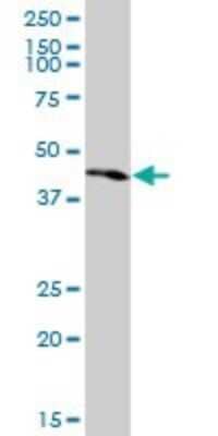 Western Blot: PKNOX1 Antibody (1F12) [H00005316-M13] - Analysis of PKNOX1 expression in HeLa (Cat # L013V1).