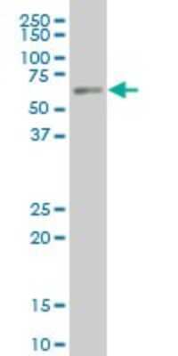 Western Blot: PKNOX1 Antibody (2B3) [H00005316-M05] - Analysis of PKNOX1 expression in IMR-32 (Cat # L008V1).