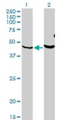 Western Blot: PKNOX1 Antibody (2B3) [H00005316-M05] - Analysis of PKNOX1 expression in transfected 293T cell line by PKNOX1 monoclonal antibody (M05), clone 2B3. Lane 1: PKNOX1 transfected lysatE (47.6 KDa). Lane 2: Non-transfected lysate.