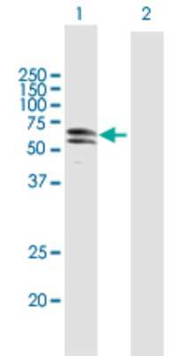 Western Blot: PKNOX1 Antibody [H00005316-B02P] - Analysis of PKNOX1 expression in transfected 293T cell line by PKNOX1 polyclonal antibody.  Lane 1: PKNOX1 transfected lysate(47.60 KDa). Lane 2: Non-transfected lysate.