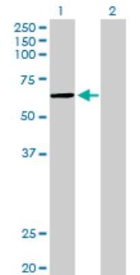 Western Blot: PKNOX1 Antibody [H00005316-D01P] - Analysis of PKNOX1 expression in transfected 293T cell line by PKNOX1 polyclonal antibody.Lane 1: PKNOX1 transfected lysate(47.60 KDa).Lane 2: Non-transfected lysate.