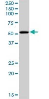 Western Blot: PKNOX2 Antibody [H00063876-B01P] - Analysis of PKNOX2 expression in Hela S3 NE.