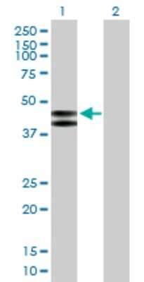 Western Blot: PLA1A Antibody [H00051365-B01P] - Analysis of PLA1A expression in transfected 293T cell line by PLA1A polyclonal antibody.  Lane 1: PLA1A transfected lysate(50.16 KDa). Lane 2: Non-transfected lysate.