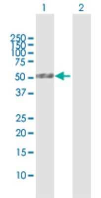 Western Blot: PLA1A Antibody [H00051365-D01P] - Analysis of PLA1A expression in transfected 293T cell line by PLA1A polyclonal antibody.Lane 1: PLA1A transfected lysate(49.70 KDa).Lane 2: Non-transfected lysate.