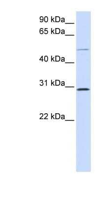 Western Blot: PLA1A Antibody [NBP1-58036] - 293T cells lysate, concentration 0.2-1 ug/ml.