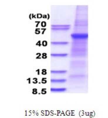 SDS-Page: PLA1A Recombinant Protein [NBP2-51674] - 15% SDS Page (3 ug)