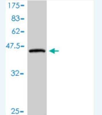 Western Blot: PLA2G16/HRASLS3 Antibody (1B10-2D9) [H00011145-M01] -  Detection against Immunogen (43.56 KDa) .