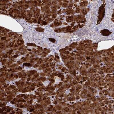 Immunohistochemistry-Paraffin: PLA2G1B Antibody [NBP2-32569] - Staining of human pancreas shows high expression.