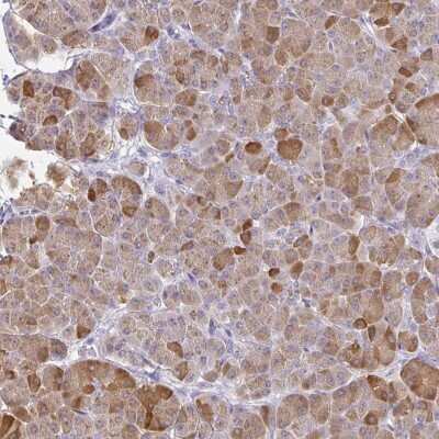 Immunohistochemistry-Paraffin: PLA2G1B Antibody [NBP2-33501] - Staining of human pancreas shows high expression.