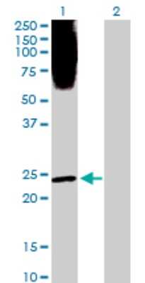 Western Blot: PLA2G1B Antibody [H00005319-D01P] - Analysis of PLA2G1B expression in transfected 293T cell line by PLA2G1B polyclonal antibody.Lane 1: PLA2G1B transfected lysate(16.40 KDa).Lane 2: Non-transfected lysate.