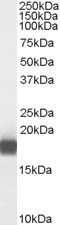 Western Blot: PLA2G1B Antibody [NBP1-06063] - (0.01ug/ml) staining of Human Pancreas lysate (35ug protein in RIPA buffer). Primary incubation was 1 hour. Detected by chemiluminescence.