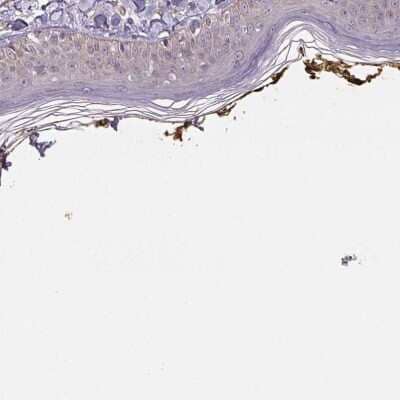 Immunohistochemistry-Paraffin PLA2G4F Antibody - BSA Free