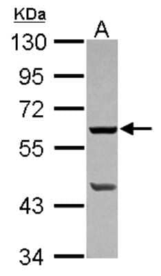 Western Blot: PLA2G4F Antibody [NBP2-19855] - Sample (30 ug of whole cell lysate) A: 293T 10% SDS PAGE gel, diluted at 1:1000.